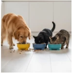 Plato de acero inoxidable con base plástica antideslizante